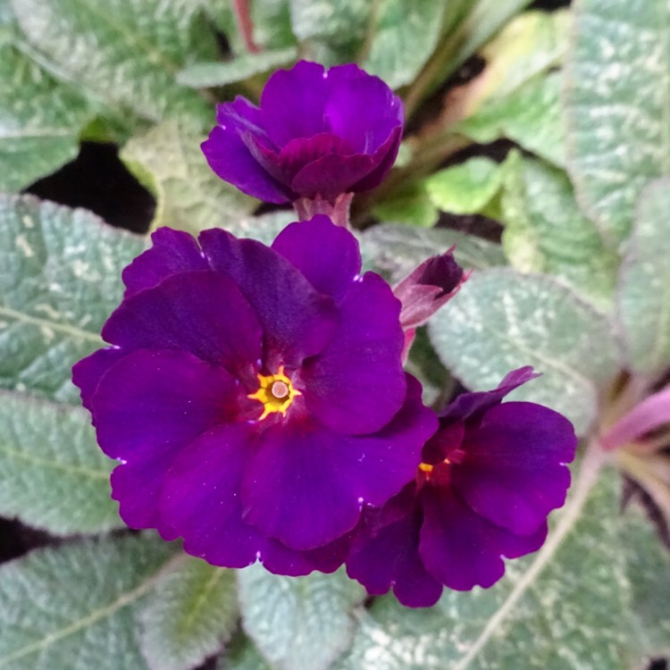 plant image 1226252
