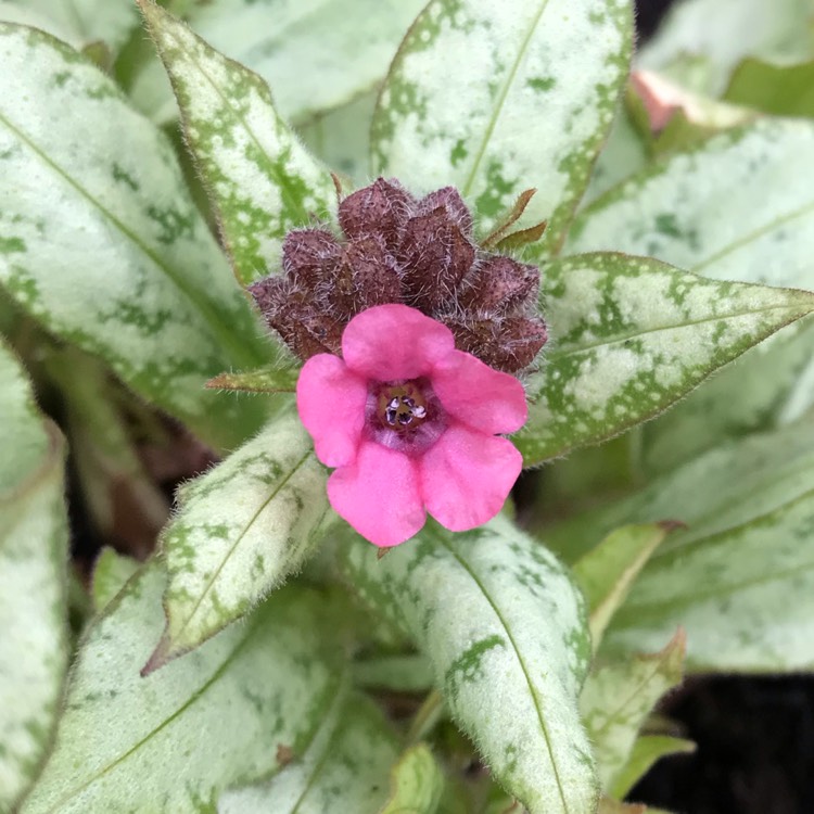 plant image 1226253