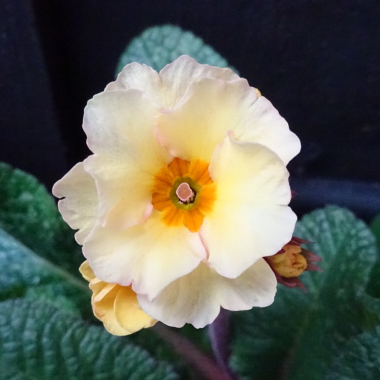 plant image 1226715