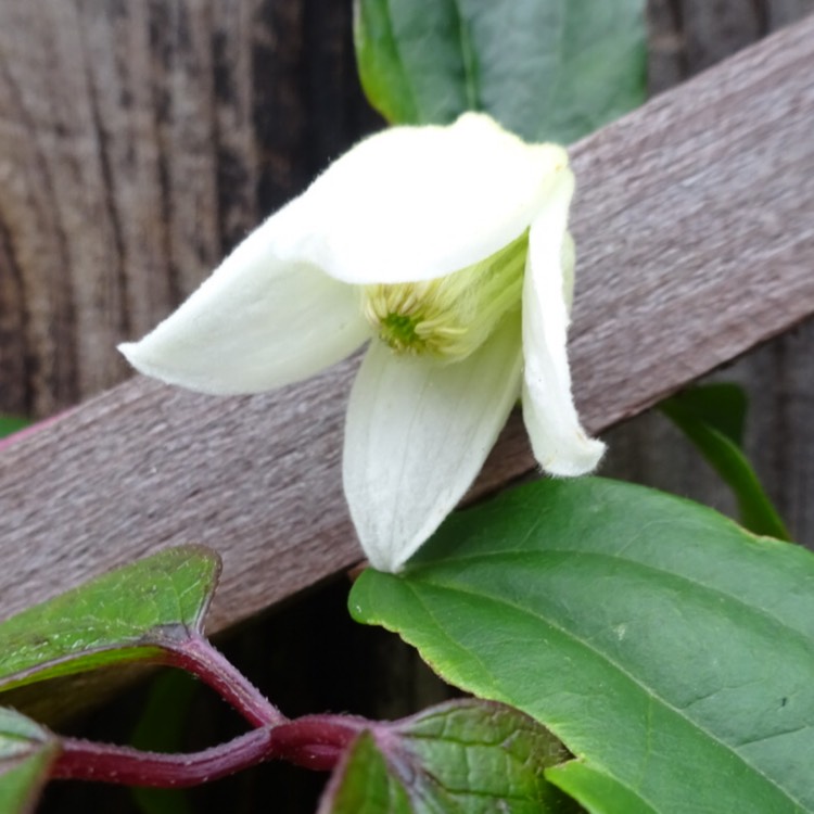 plant image 1226719 plant image 1226719