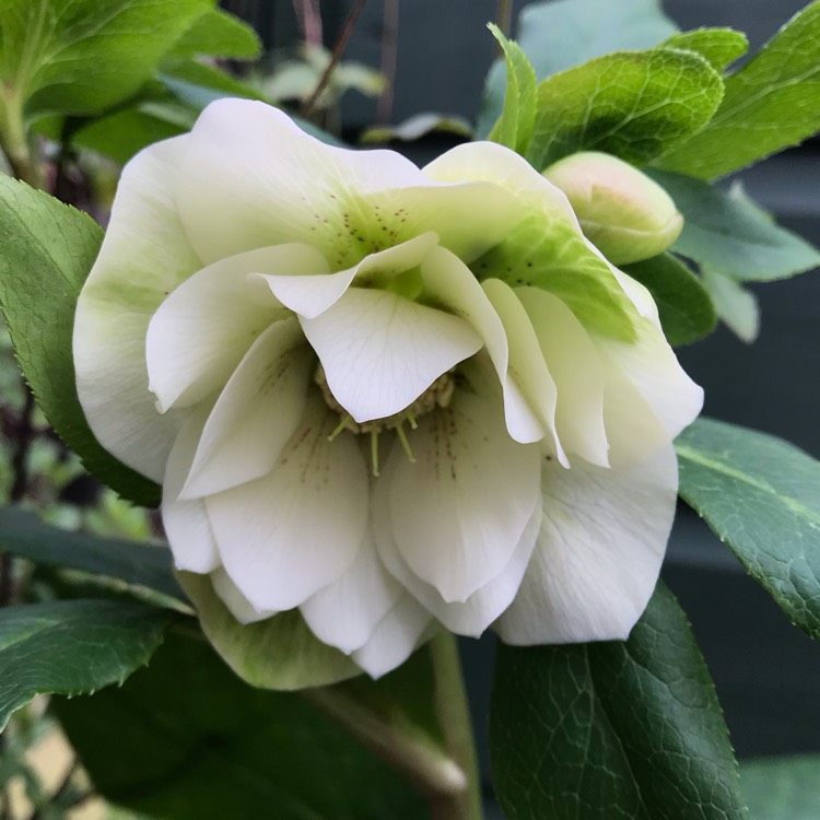 plant image 1227626 plant image 1227626