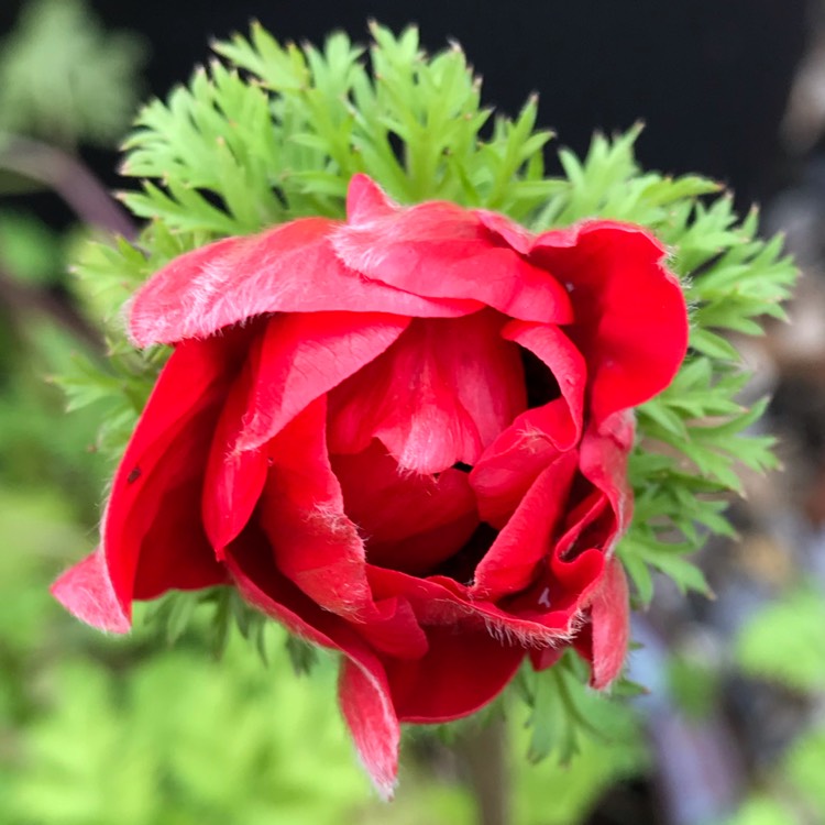 plant image 1227627 plant image 1227627