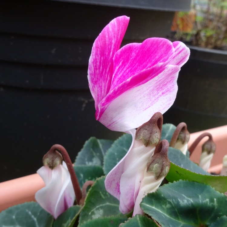 plant image 1227987