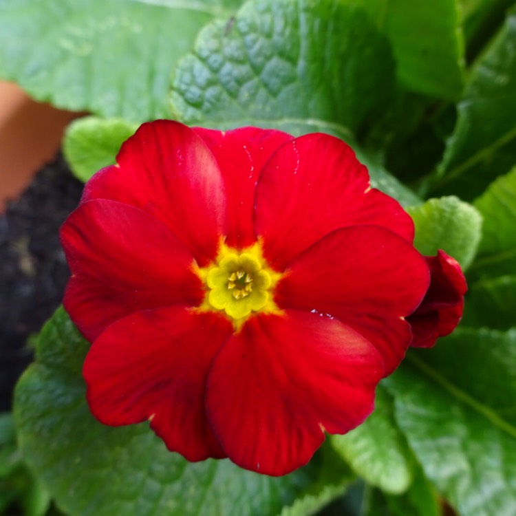 plant image 1228528