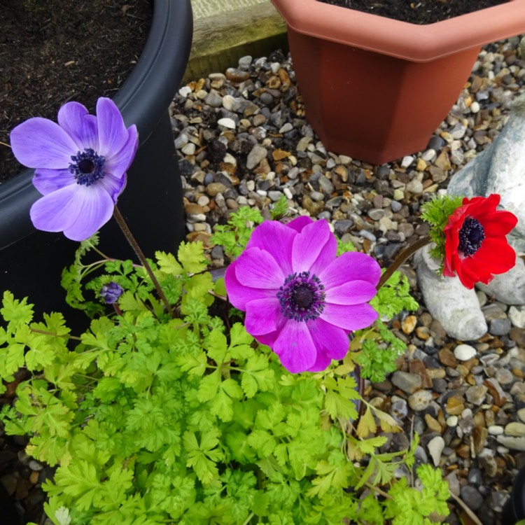 plant image 1229143 plant image 1229143