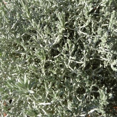 Calocephalus