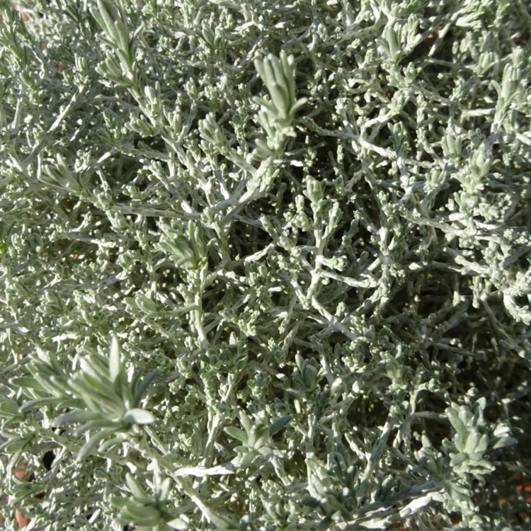 plant image 1229145