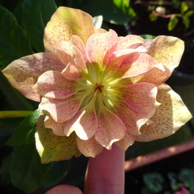 Helleborus