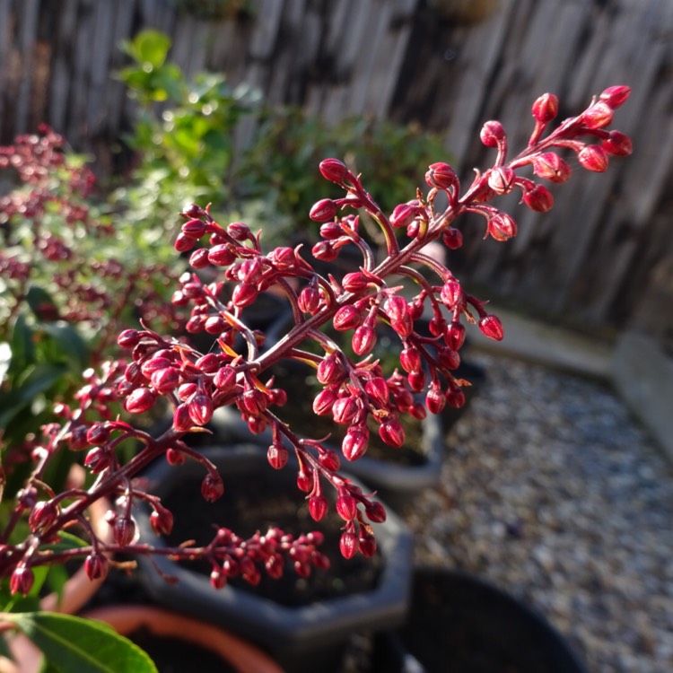 plant image 1231283