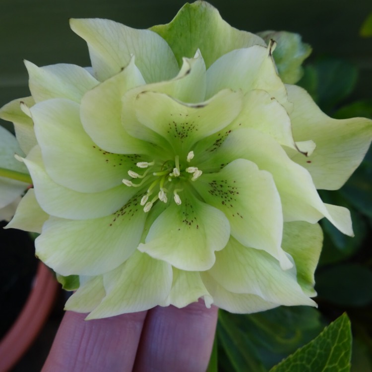 plant image 1231287 plant image 1231287