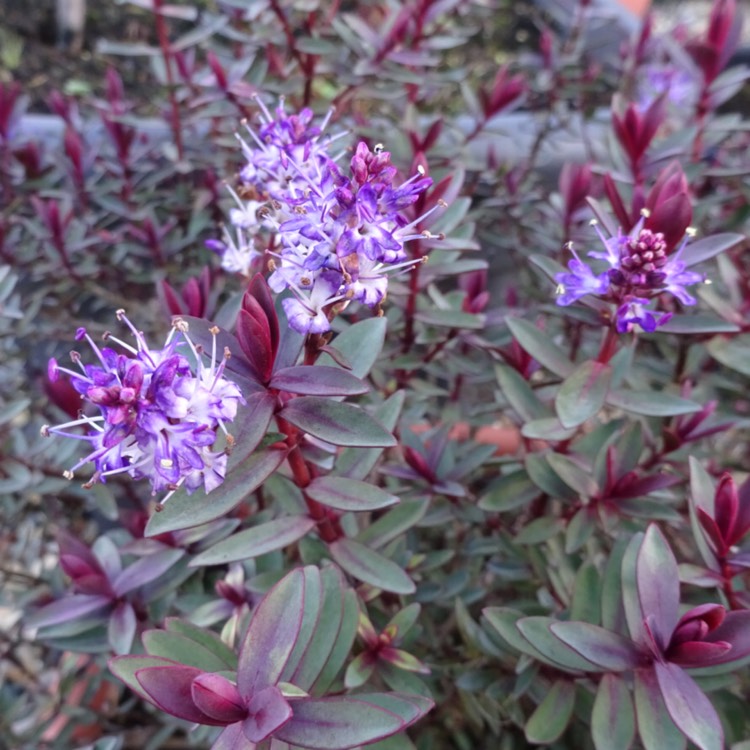 plant image 1231690