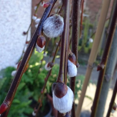 Salix caprea 'Kilmarnock' syn. Salix caprea 'Pendula', Salix caprea var. pendula
