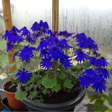 Pericallis x hybrida (Senetti Series)