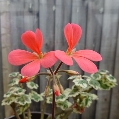 Pelargonium 'Frank Headley'