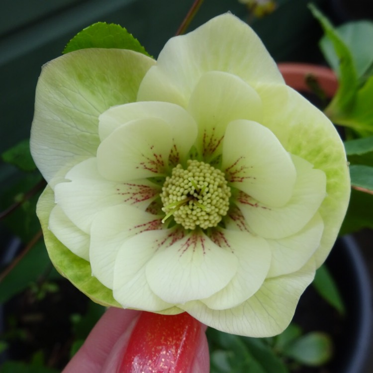 plant image 1234003 plant image 1234003