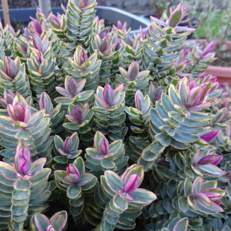 plant image 1235843