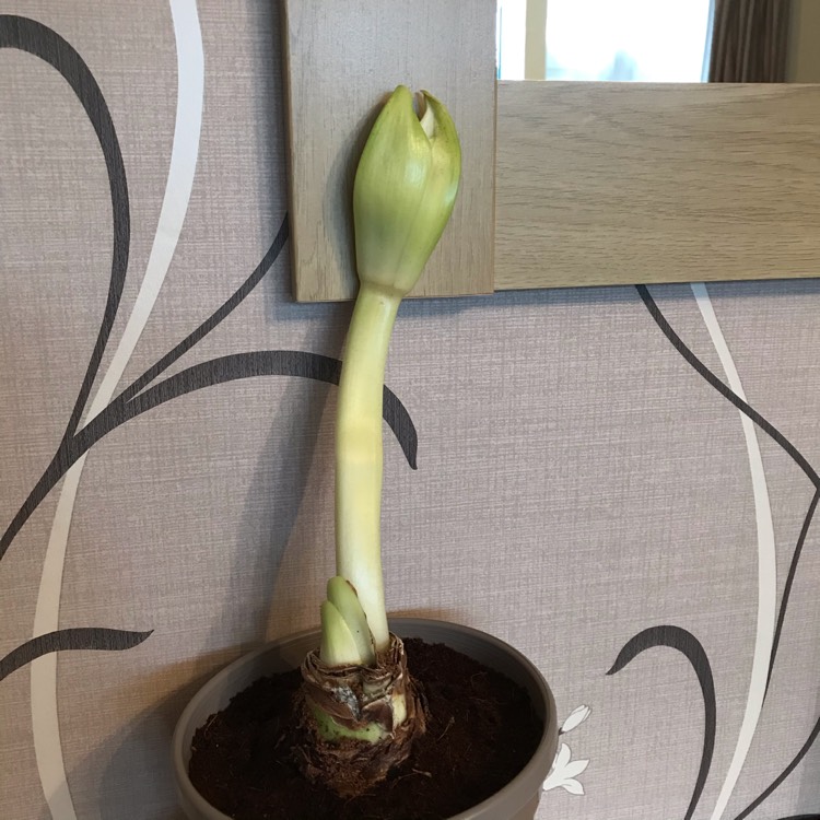 plant image 1236312