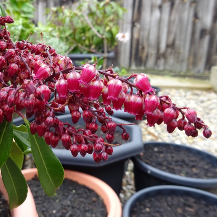 plant image 1236315