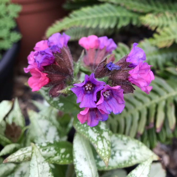 plant image 1236323