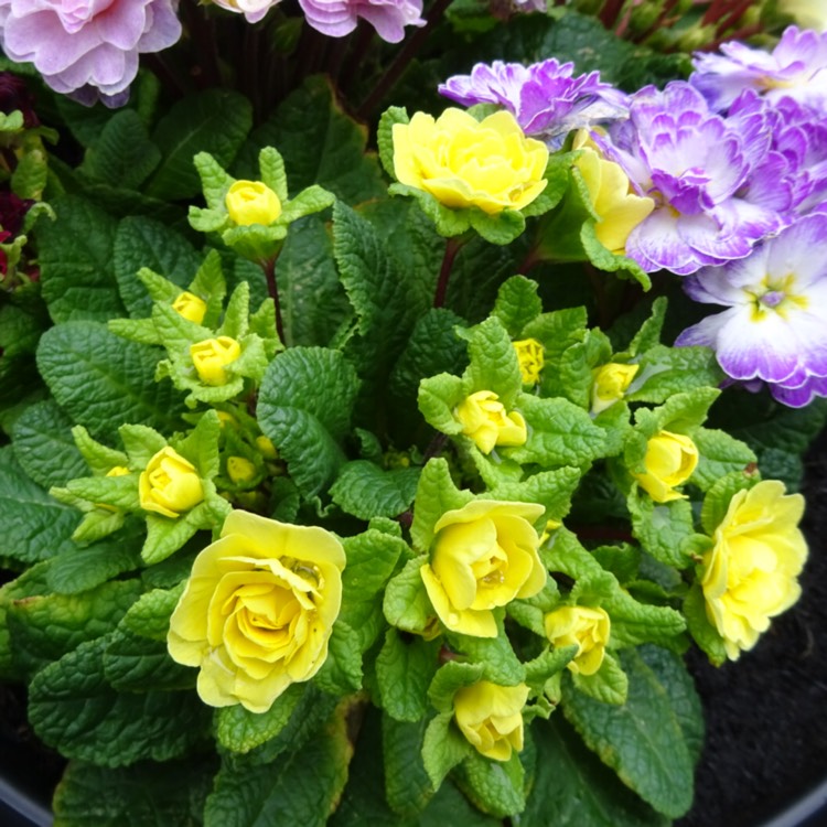 plant image 1237315 plant image 1237315