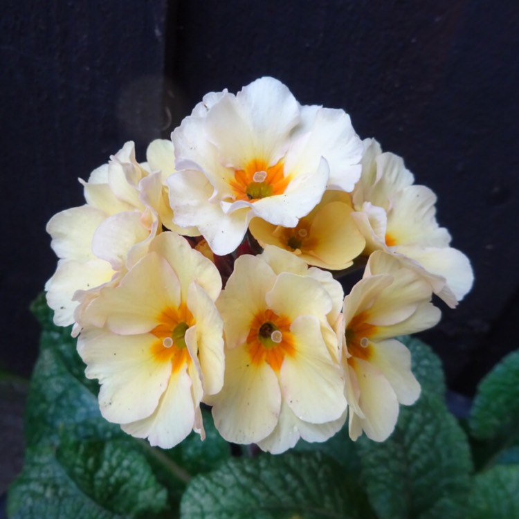 plant image 1237317