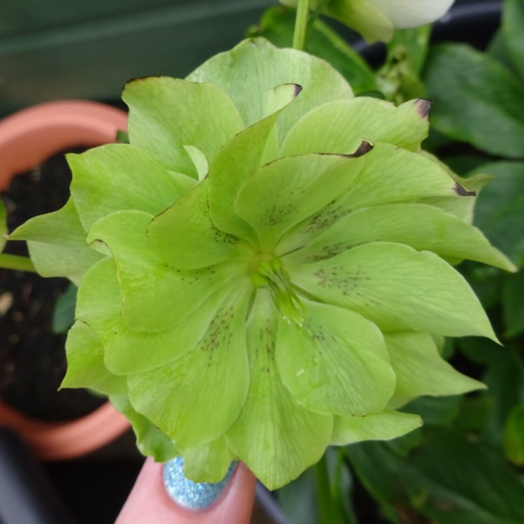 plant image 1238124 plant image 1238124