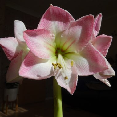 Hippeastrum (Galaxy Group) 'Caprice'
