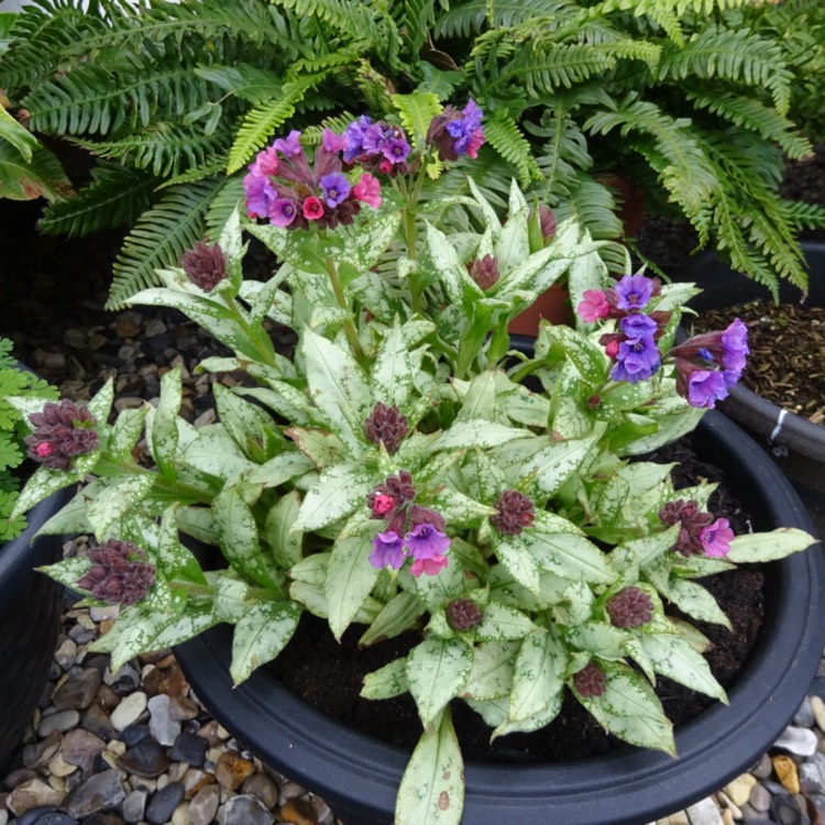 plant image 1239428