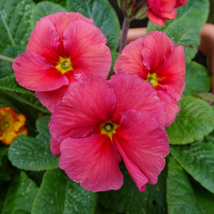plant image 1239431