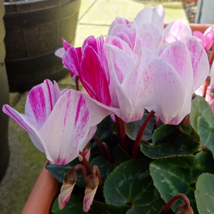 plant image 1241853