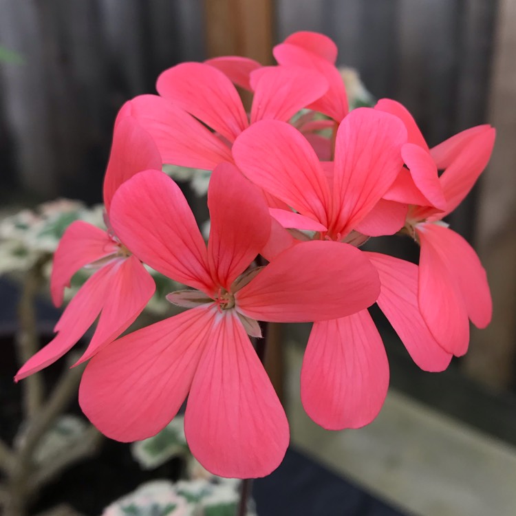 plant image 1241858
