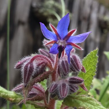 Borago officinalis