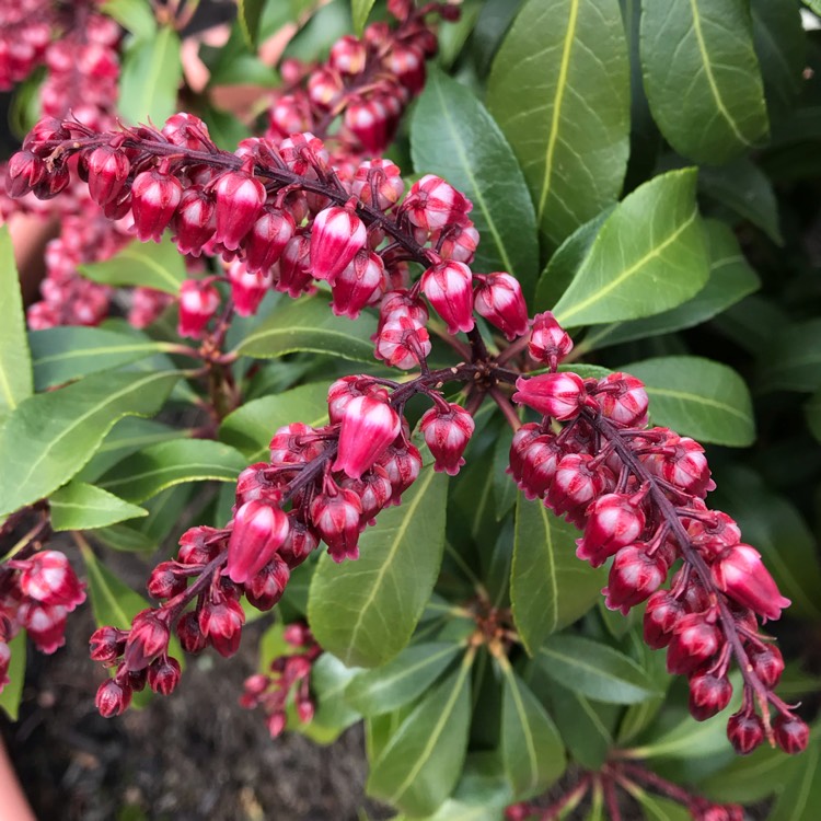 plant image 1242718