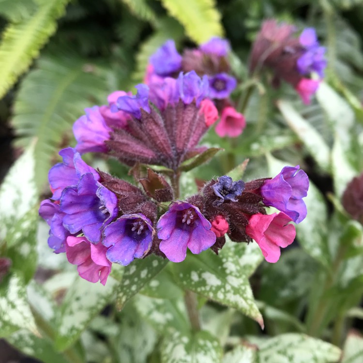 plant image 1242719