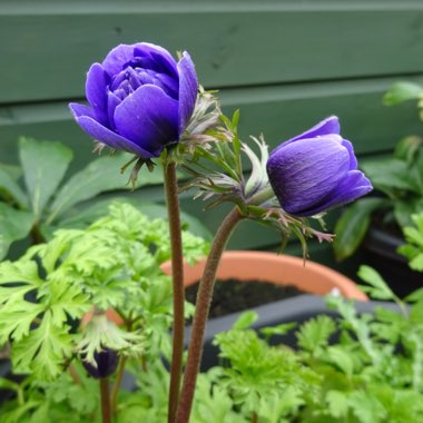 Anemone coronaria 'St Brigid' (Mix)