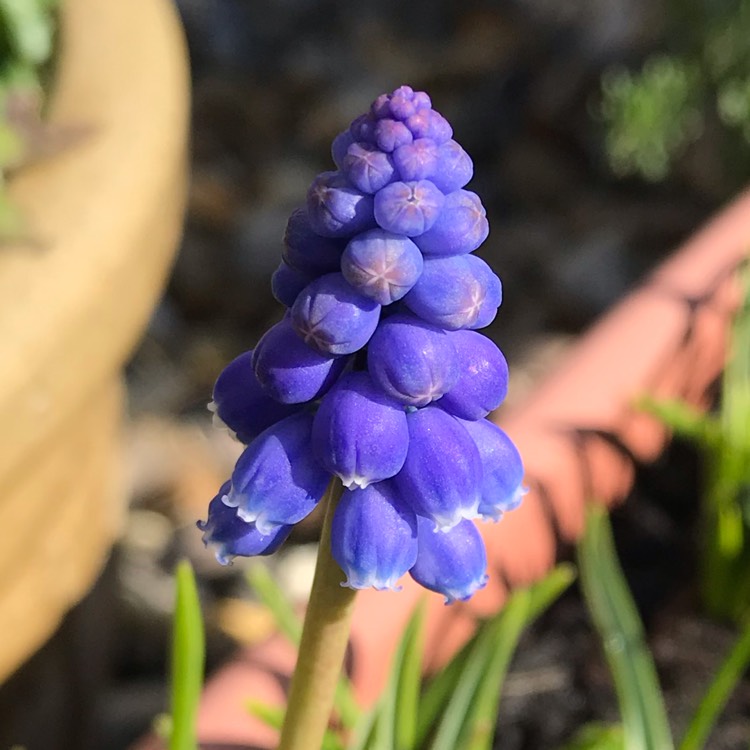 Plant image Muscari armeniacum