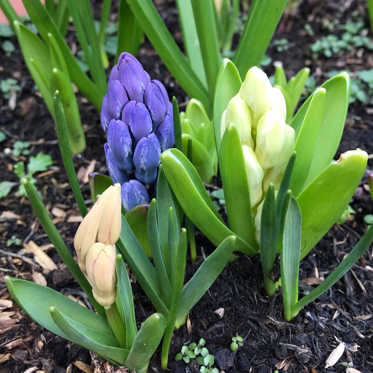 plant image 1243936