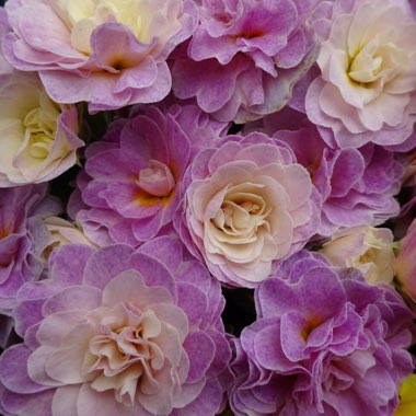 Primula belarina 'Pink Ice'