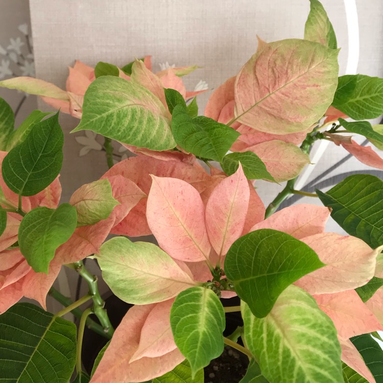 plant image 1245818