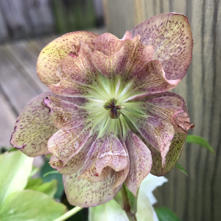 plant image 1246253 plant image 1246253