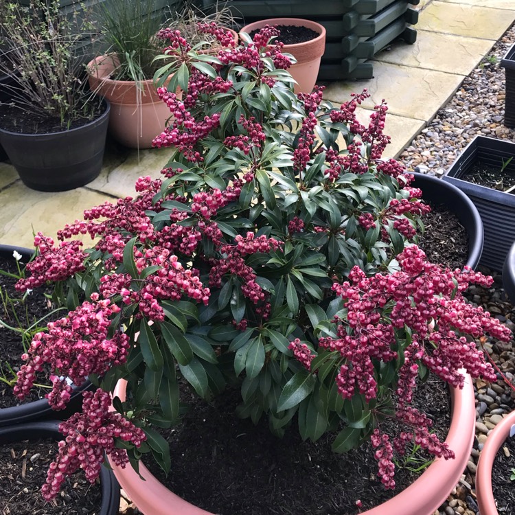 plant image 1246839