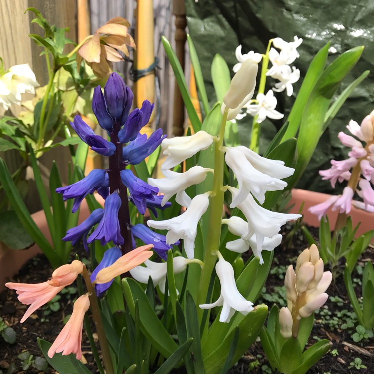 plant image 1246840