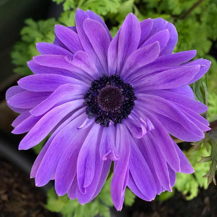 plant image 1247276 plant image 1247276