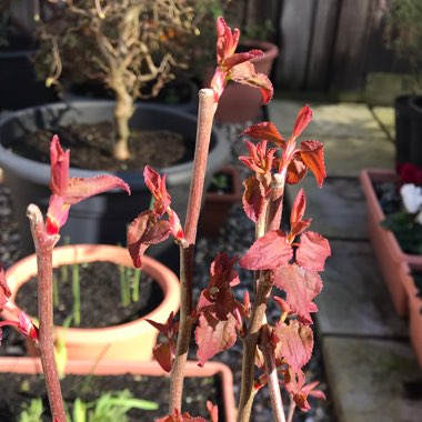 Cercidiphyllum japonicum
