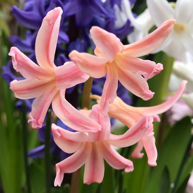 plant image 1249311