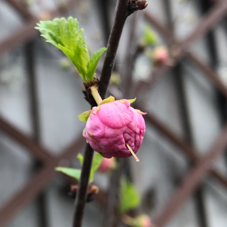 Plant image Prunus triloba