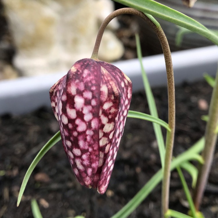 plant image 1250669