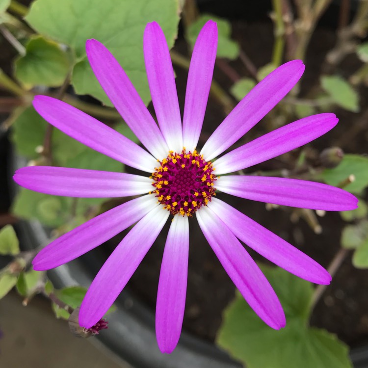 plant image 1251364 plant image 1251364