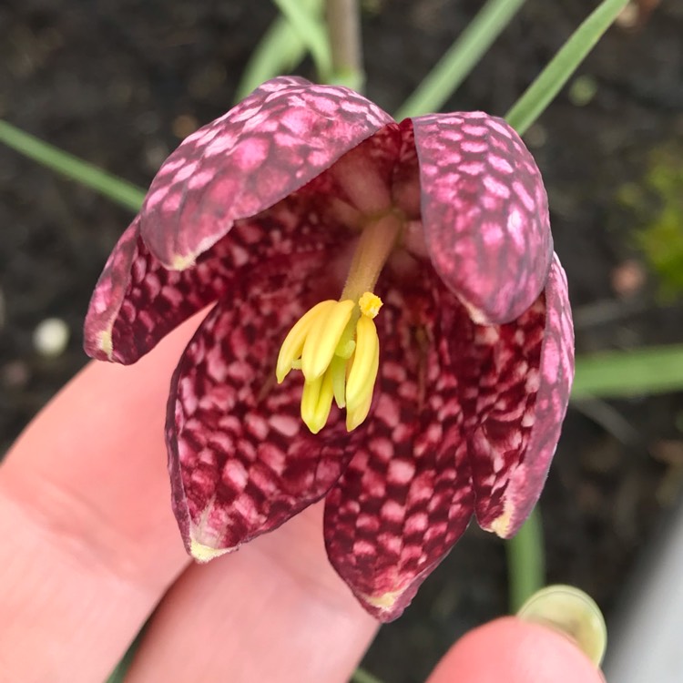 plant image 1252633