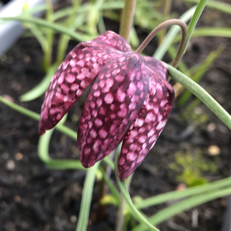 plant image 1253278